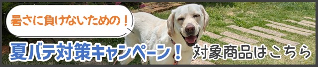 夏バテ対策キャンペーン実施中