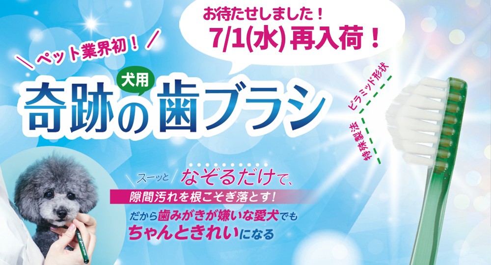 奇跡の歯ブラシ予約受付中