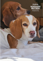 チョコ 犬用 ルックブック