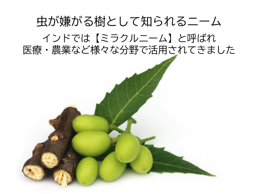ニームについて
