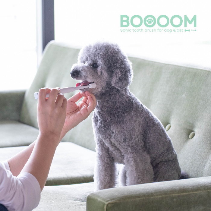 ブーン犬使用イメージ