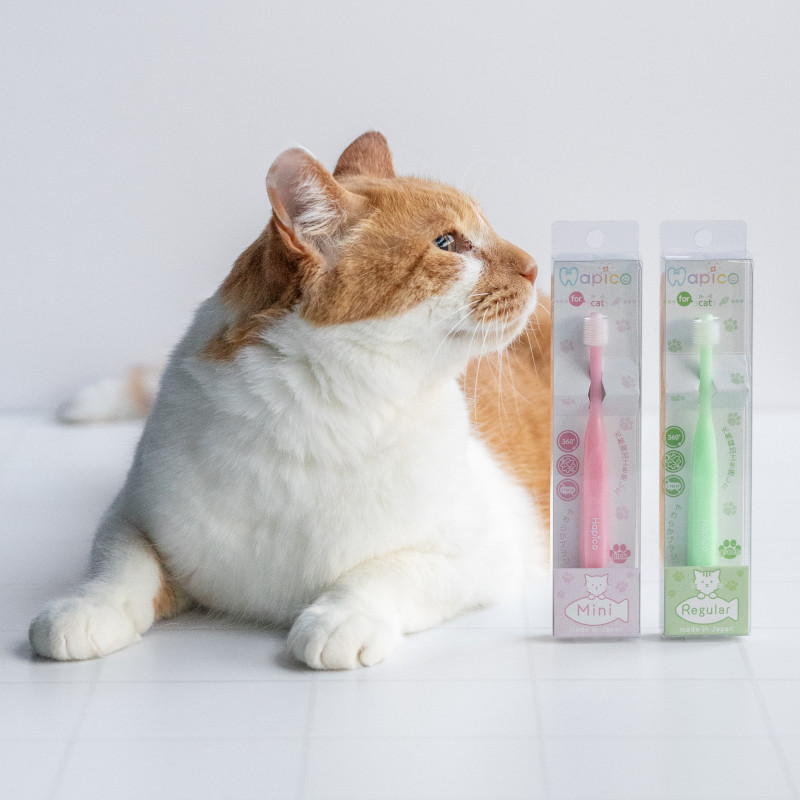猫用歯ブラシHapico(取寄)