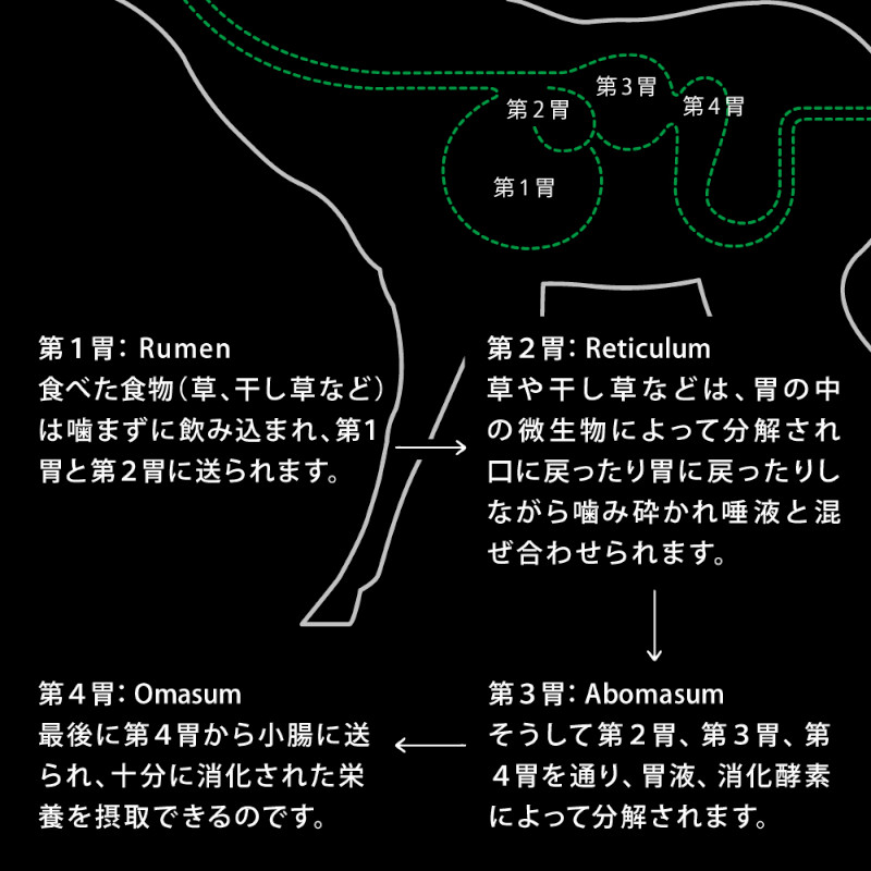 グリーントライプ説明画像3