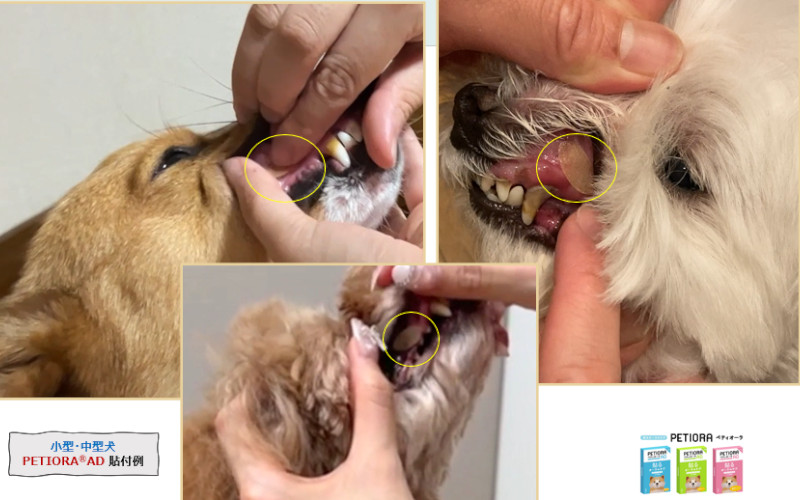 ペティオーラ使用イメージ