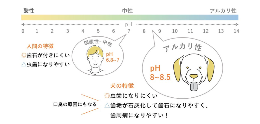 人と犬、口腔内pHの違い
