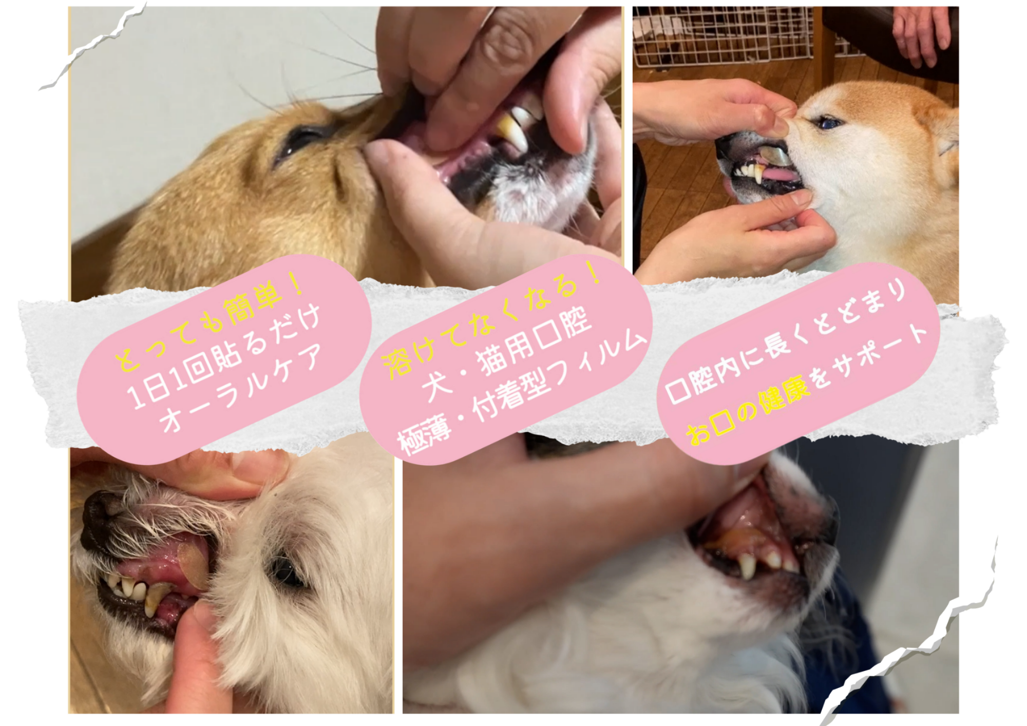 1日1回貼るだけオーラルケア