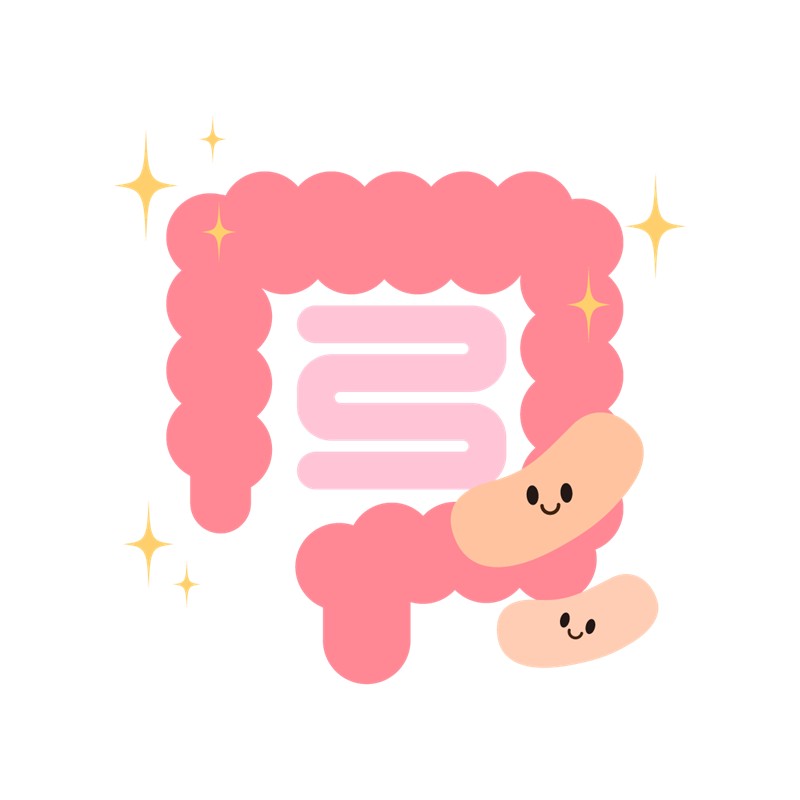 腸活イメージ