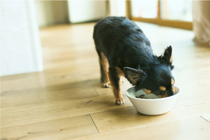 ワンちゃんがごはんと一緒に食べる様子