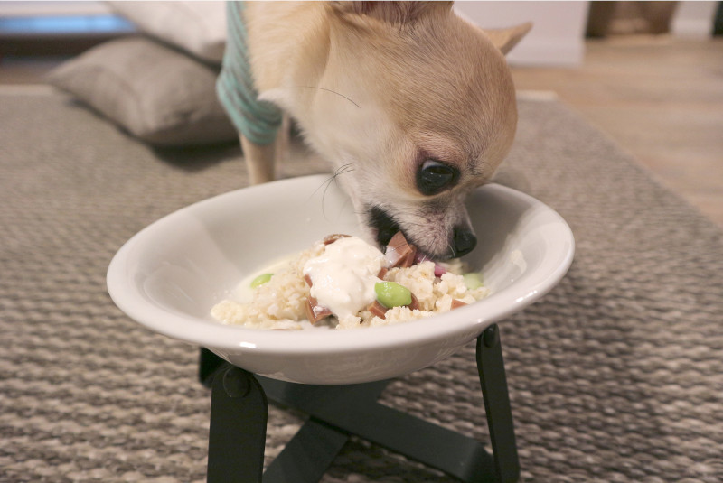 玄米ごはんフレークを食べるワンちゃん