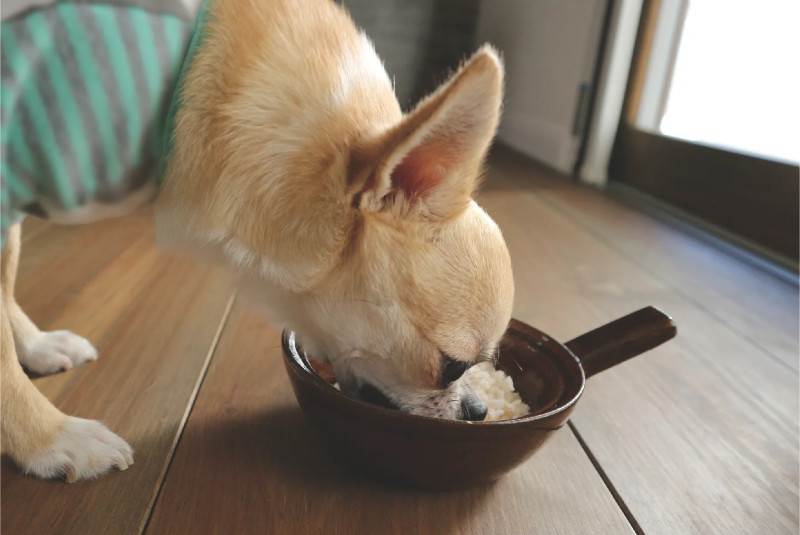 玄米ごはんフレークを食べるワンちゃん その2