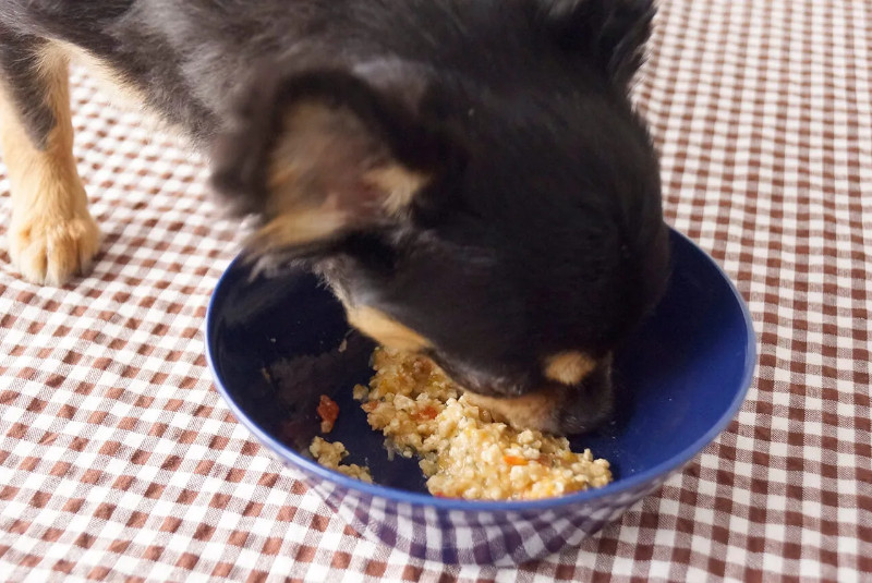 ライト君の玄米ごはんフレーク実食の様子