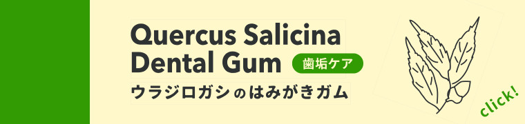 ウラジロガシはこちら