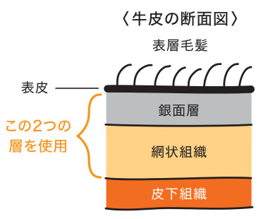牛皮の断面図