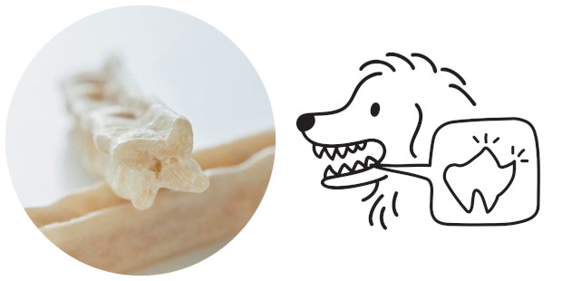 はみがきガムの形状と犬の歯の形