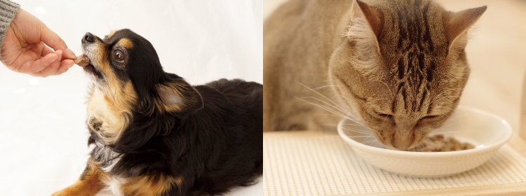 ワンちゃん、ネコちゃんの実食画像